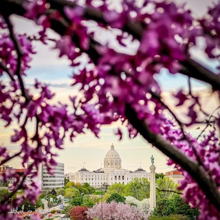Cherry blossom trees frame the Capitol building.